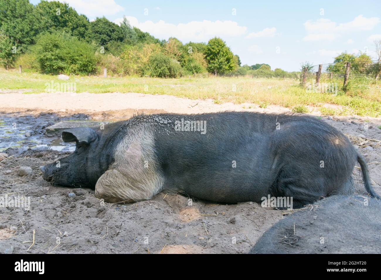 El angler saddle pig es una subespecie del cerdo doméstico. Foto de stock