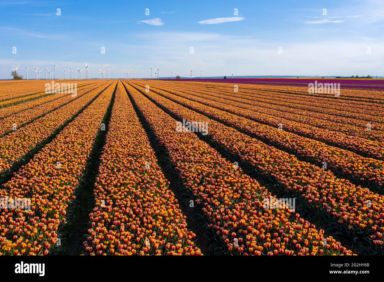 Campos de tulipanes, aerogeneradores en el horizonte, Schwaneberg, Sajonia-Anhalt, Alemania Foto de stock