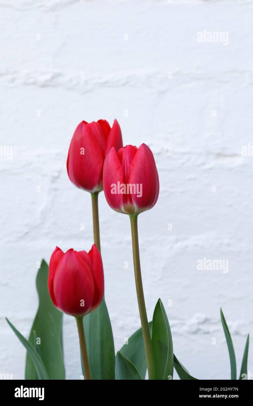 Tulipa 'Cherry Delight' - El tulipán híbrido de Darwin contra una pared blanca Foto de stock