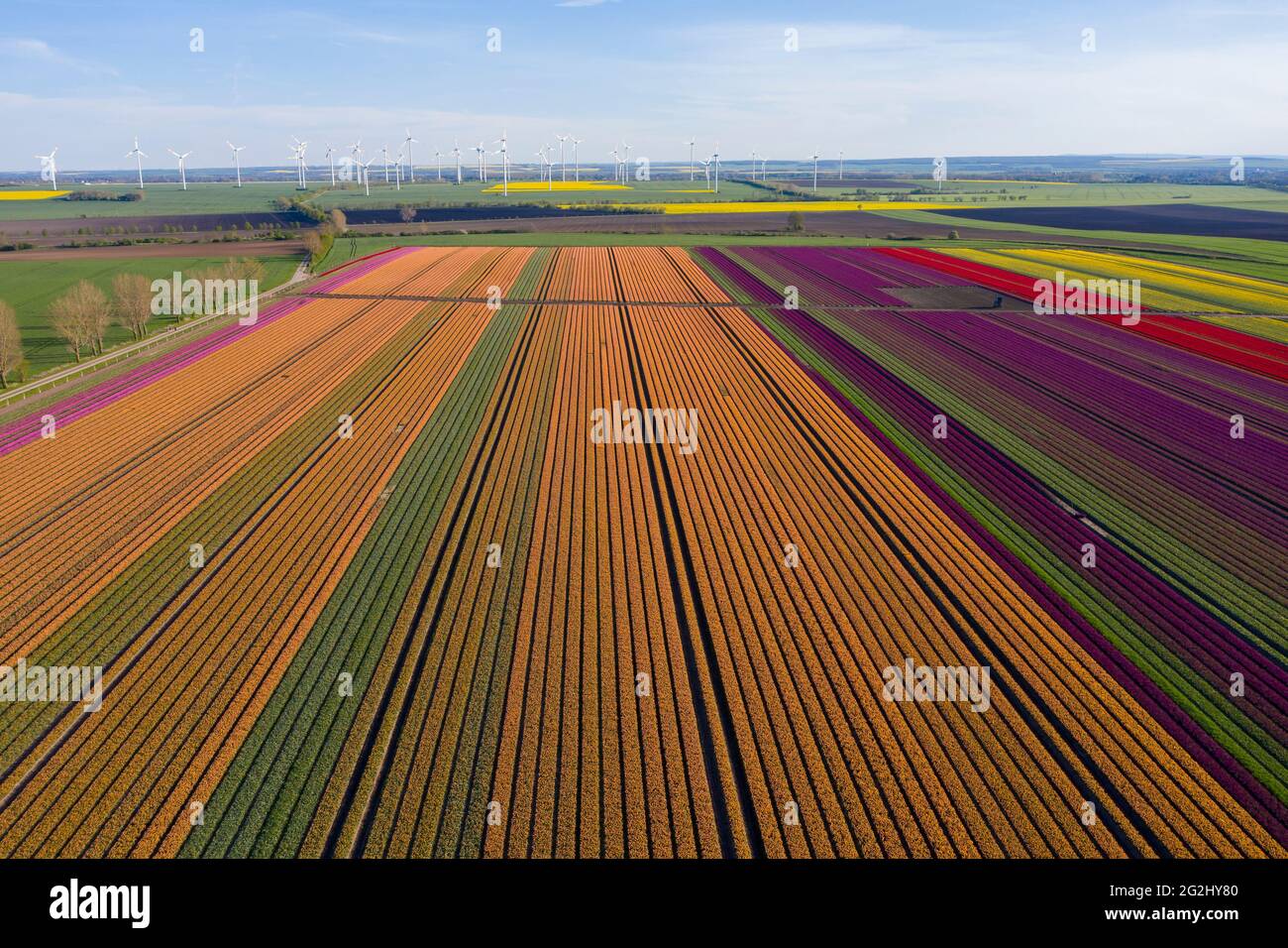 Campos de tulipanes, aerogeneradores en el horizonte, Schwaneberg, Sajonia-Anhalt, Alemania Foto de stock