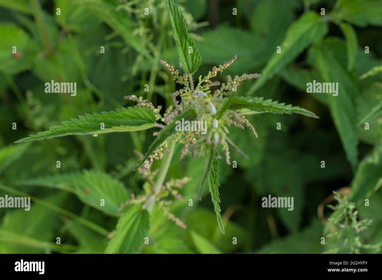 Pelo Urticante Fotos e Imágenes de stock Alamy