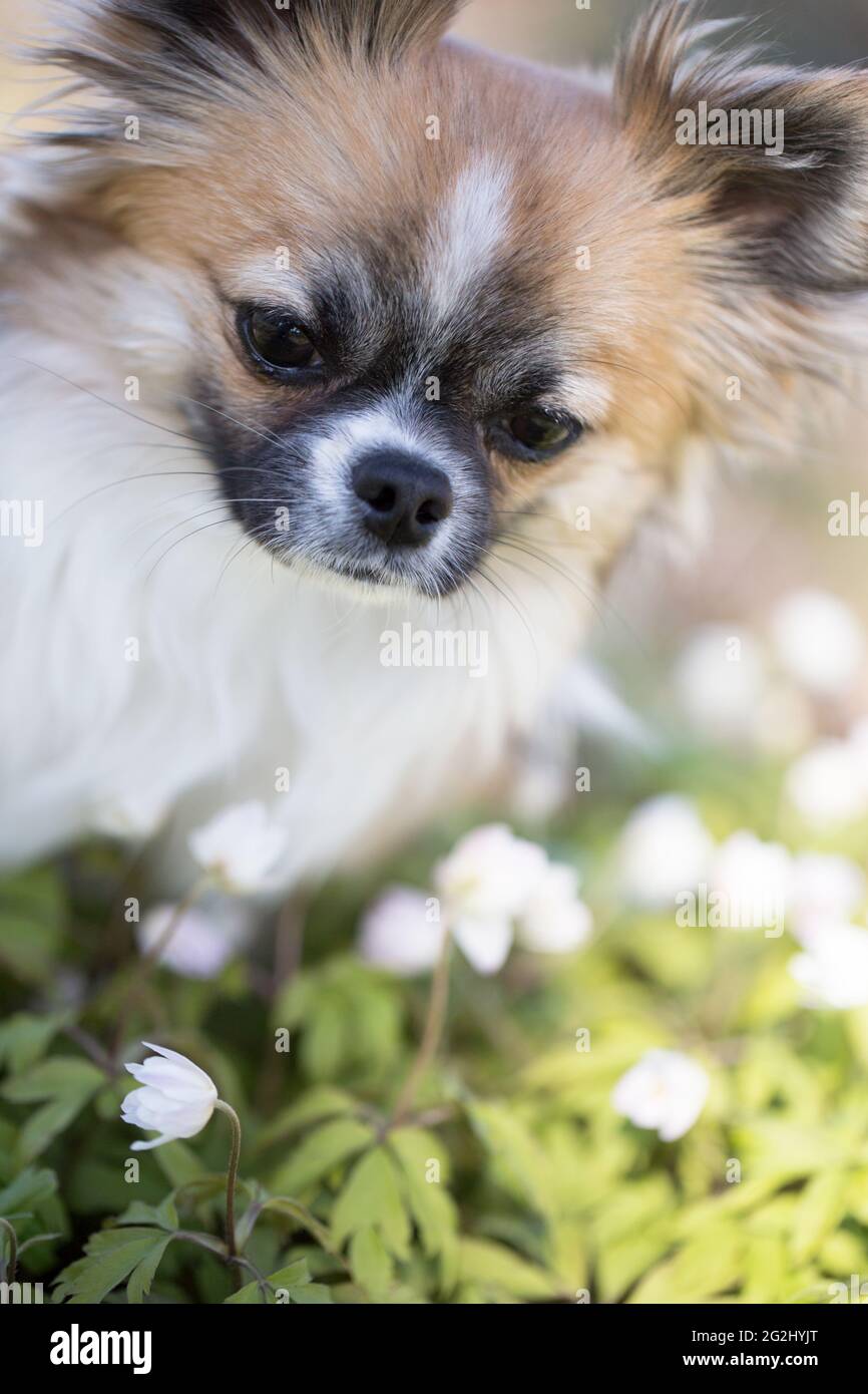 Perro Chihuahua Blanco De Pelo Largo Fotos E Imagenes De Stock Alamy