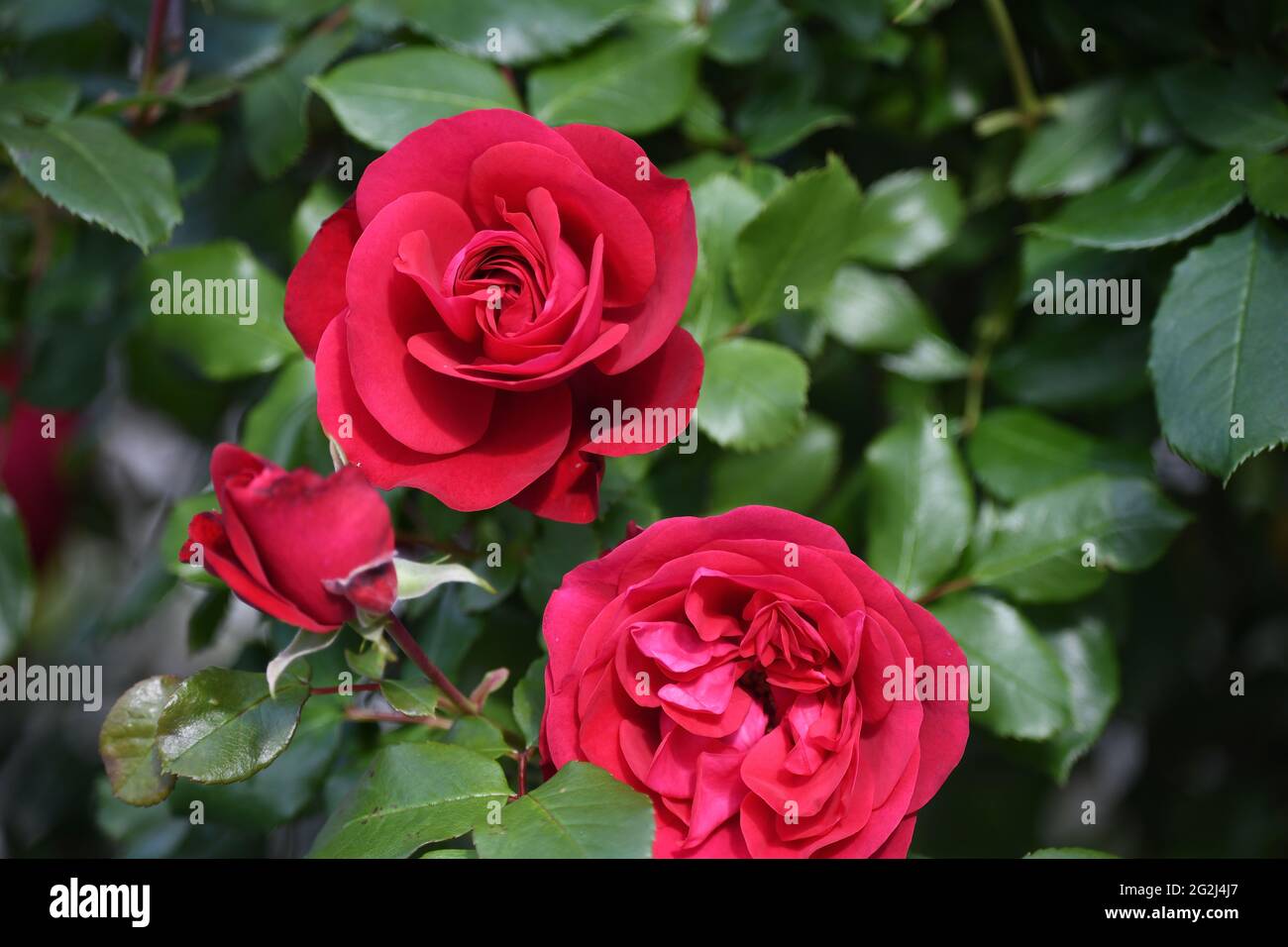 Heilpflanze Rose - rosa - mit herrlicher roter Rosenblüte als Zeichen der Liebe und Freundschaft - Grundstock der europäischen Gartenkultur, Heilpflan Foto de stock