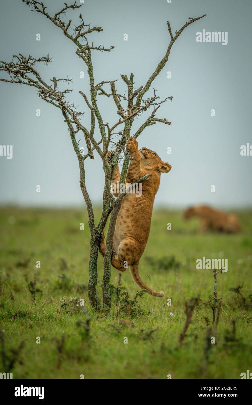 Cachorro de león en la hierba llanura trepa arbusto Foto de stock