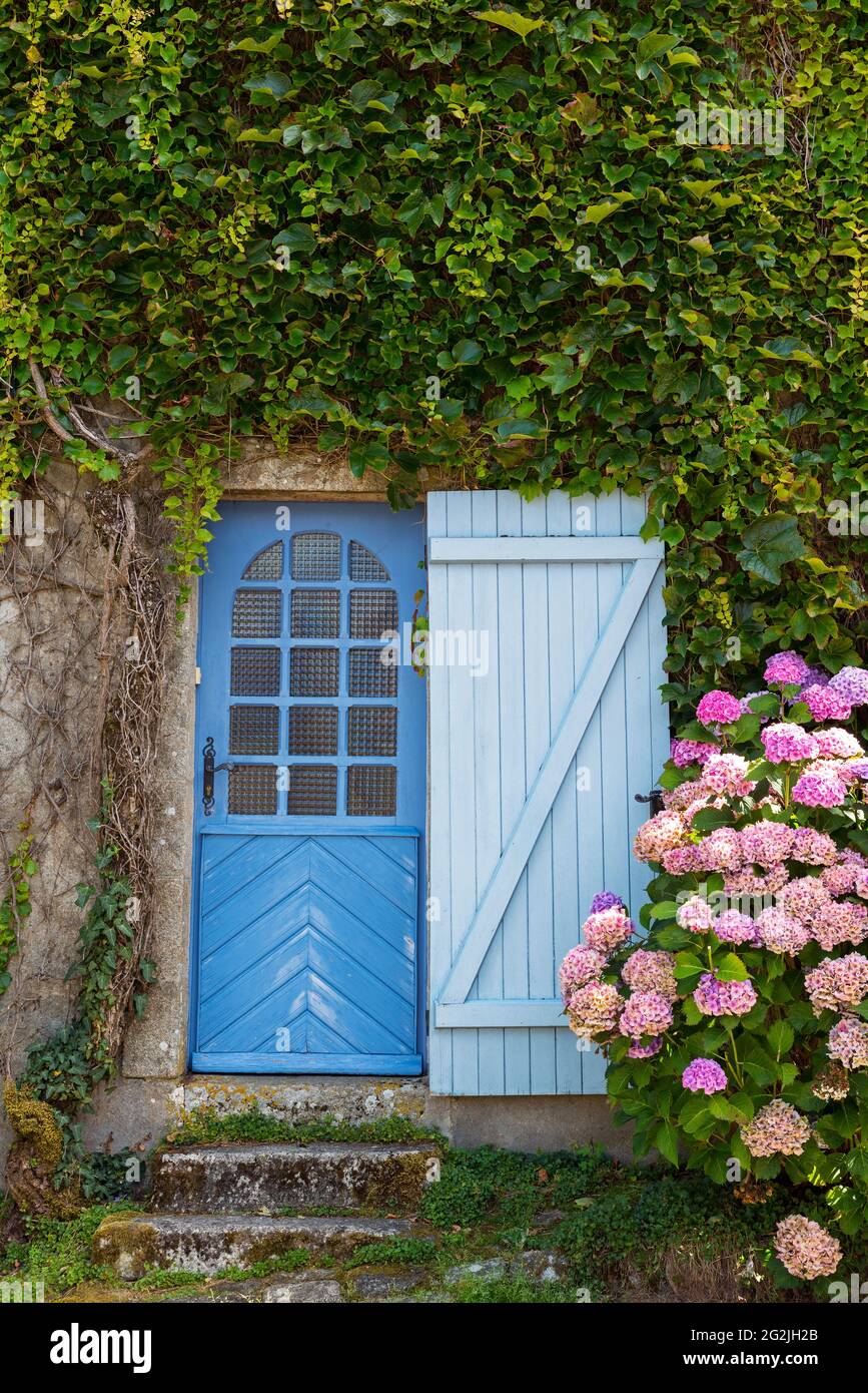 Fachada de la casa con vides silvestres, puerta azul y hortensias, Bretaña,  Francia Fotografía de stock - Alamy