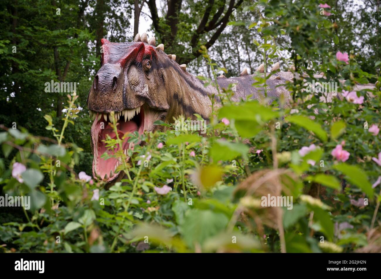 Dinosaurio Allosaurus (similar al Tyrannosaurus) como modelo en el Dinopark Münchehagen cerca de Hanover. Vivió hace unos 150 millones de años (al final del período Jurásico) en América del Norte y Europa, tenía alrededor de 9m de largo y 1,5T de peso. Foto de stock