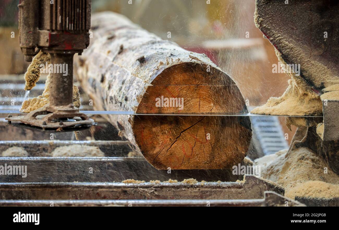 Solingen, Renania del Norte-Westfalia, Alemania - El tronco de abeto, aquí madera de picea infestada por escarabajos de corteza, madera de escarabajo, se procesa en madera de construcción, la madera de construcción es escasa y cara, carpinteros y joineries están luchando con los precios de madera cruda que aumentan rápidamente en tiempos de la crisis de la corona, Se exportan grandes cantidades de madera de tallo a China y Estados Unidos. Foto de stock