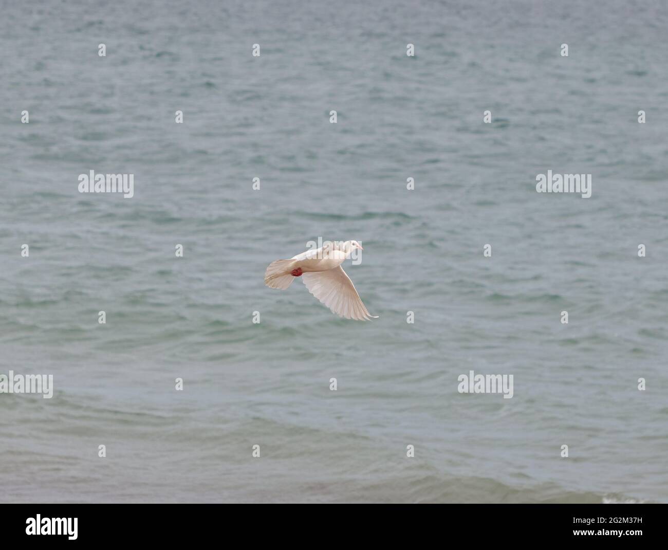 Una sola paloma blanca vista en vuelo. Foto de stock