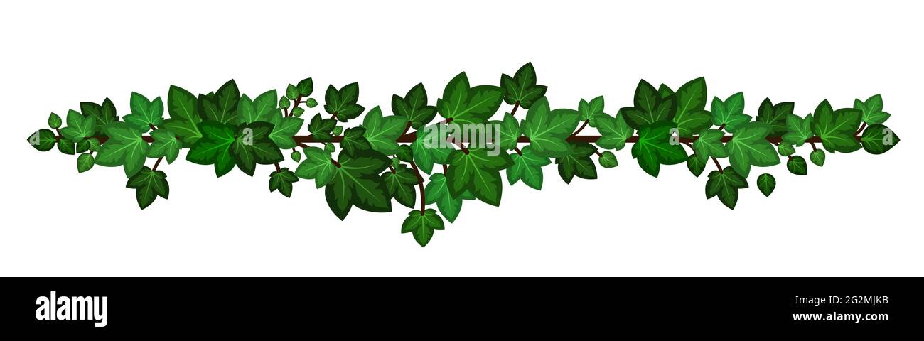 Ivy hojas corona liana. Guirnalda de rama verde de hiedra aislada sobre fondo blanco. Elemento de diseño decorativo en estilo de dibujos animados. Ilustración vectorial Ilustración del Vector