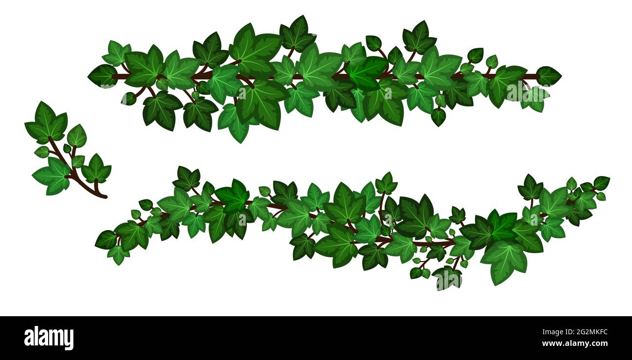 Ivy hojas corona liana. Guirnaldas de hiedra verde, conjunto de ramas curvadas aisladas sobre fondo blanco. Elemento de diseño decorativo en estilo de dibujos animados. Vector i Ilustración del Vector