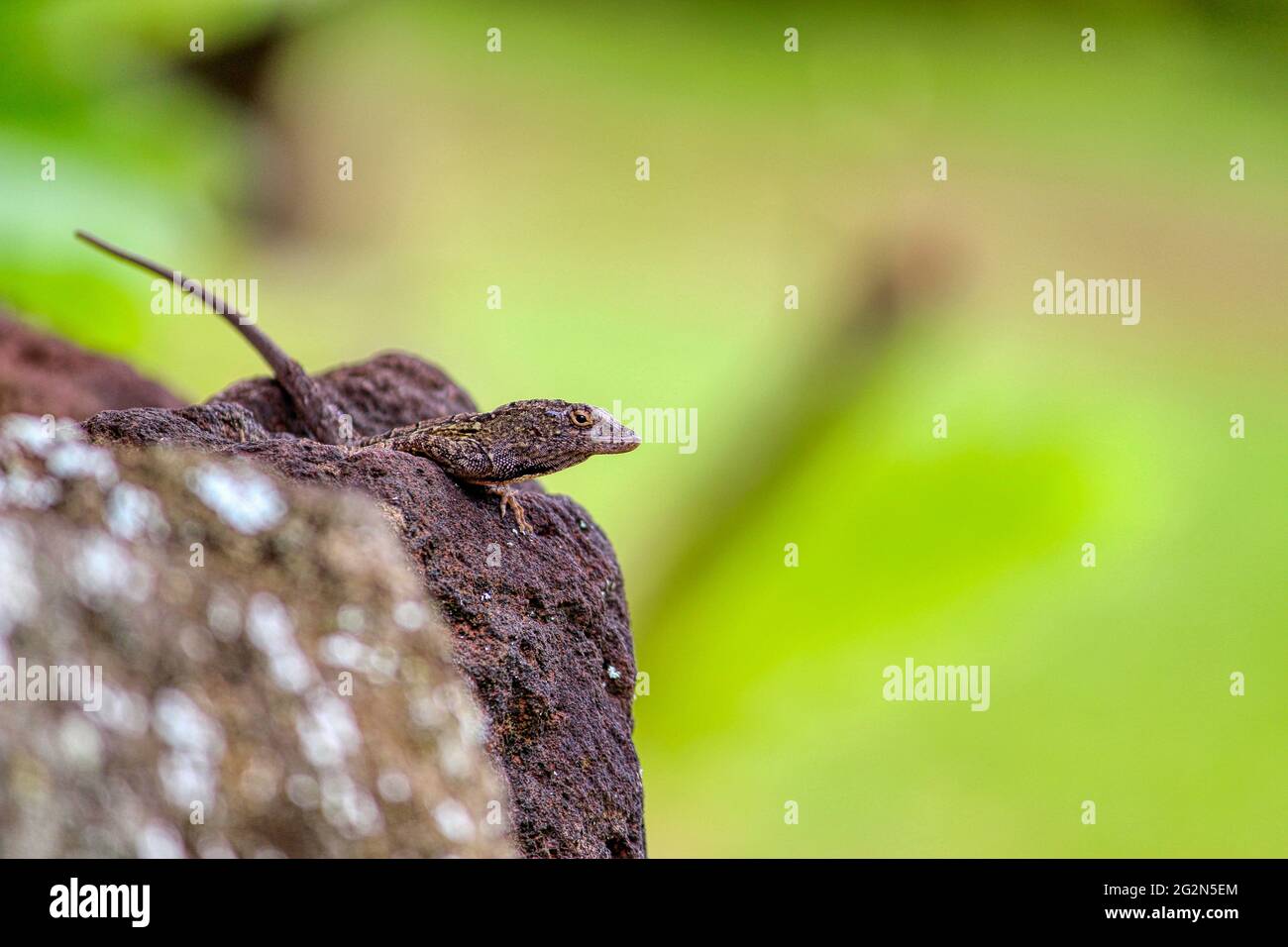 Camuflaje Gecko - escondido entre la rockería Foto de stock