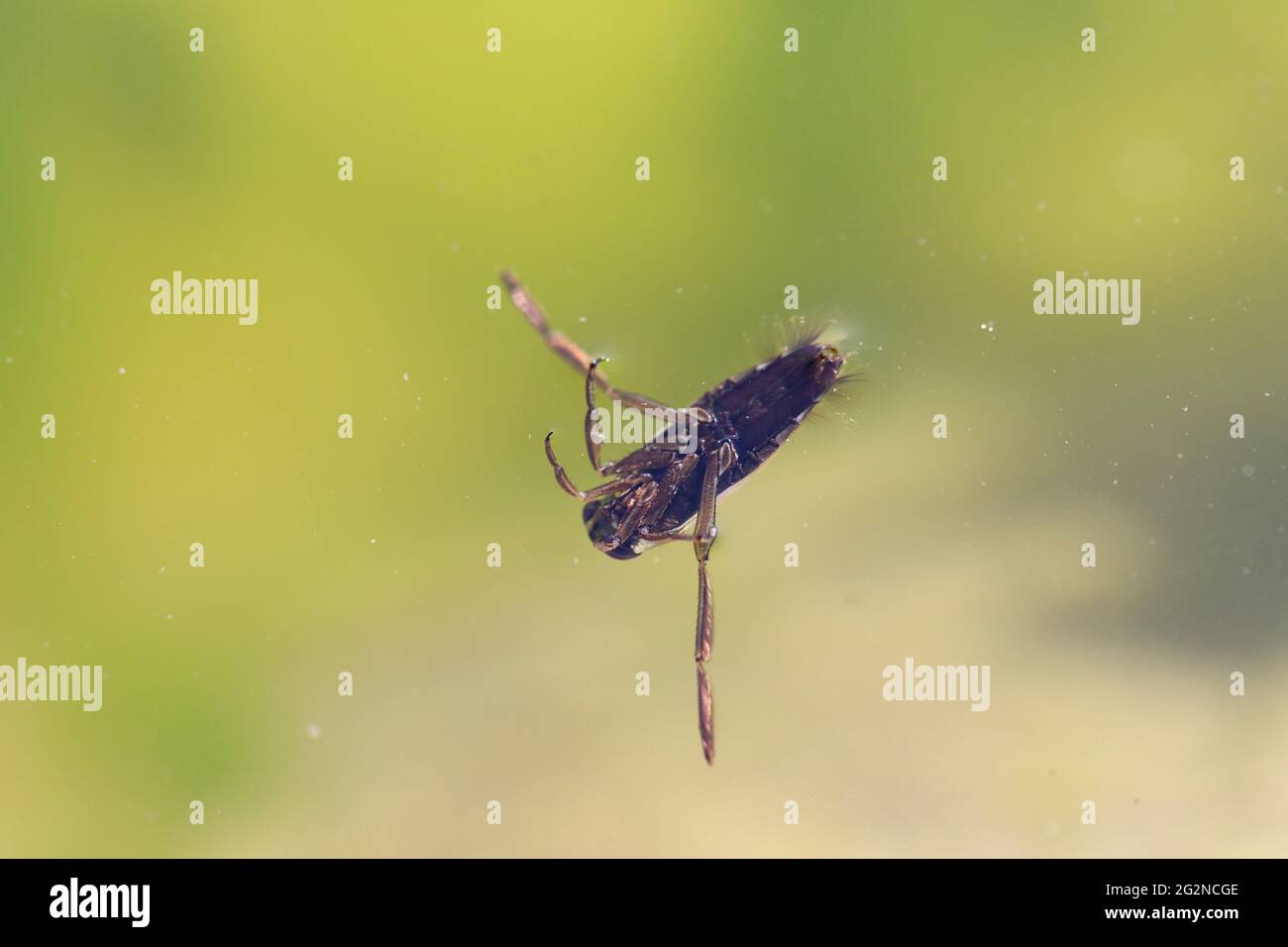 Insecto acuático Hemiptera Notonecta glauca natación de cerca Foto de stock