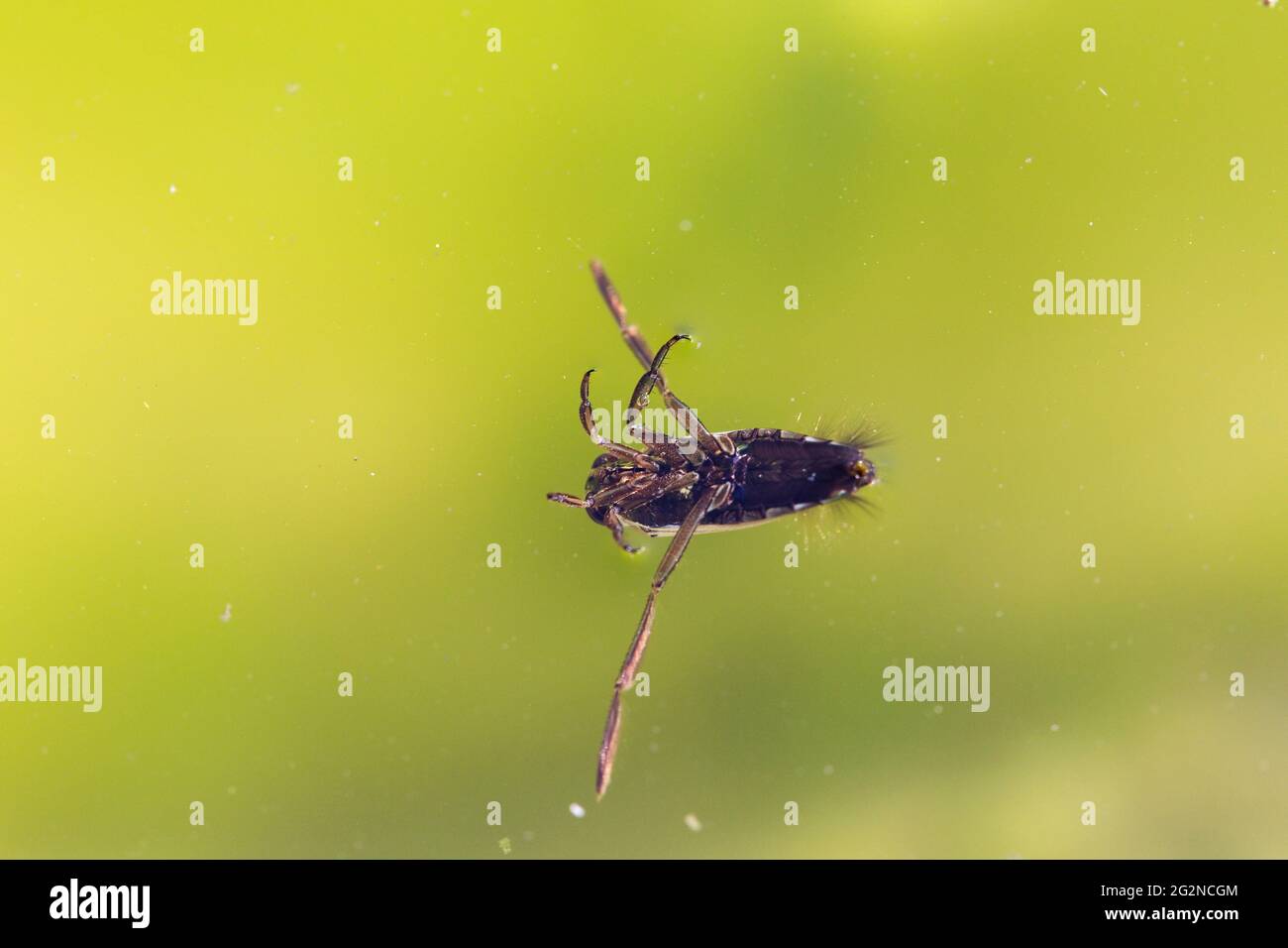 Insecto acuático Hemiptera Notonecta glauca natación de cerca Foto de stock