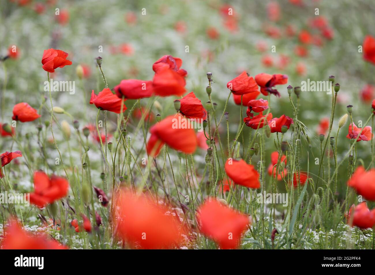 Fondo de la foto Hermodas amapolas rojas en el campo florecen en verano Foto de stock