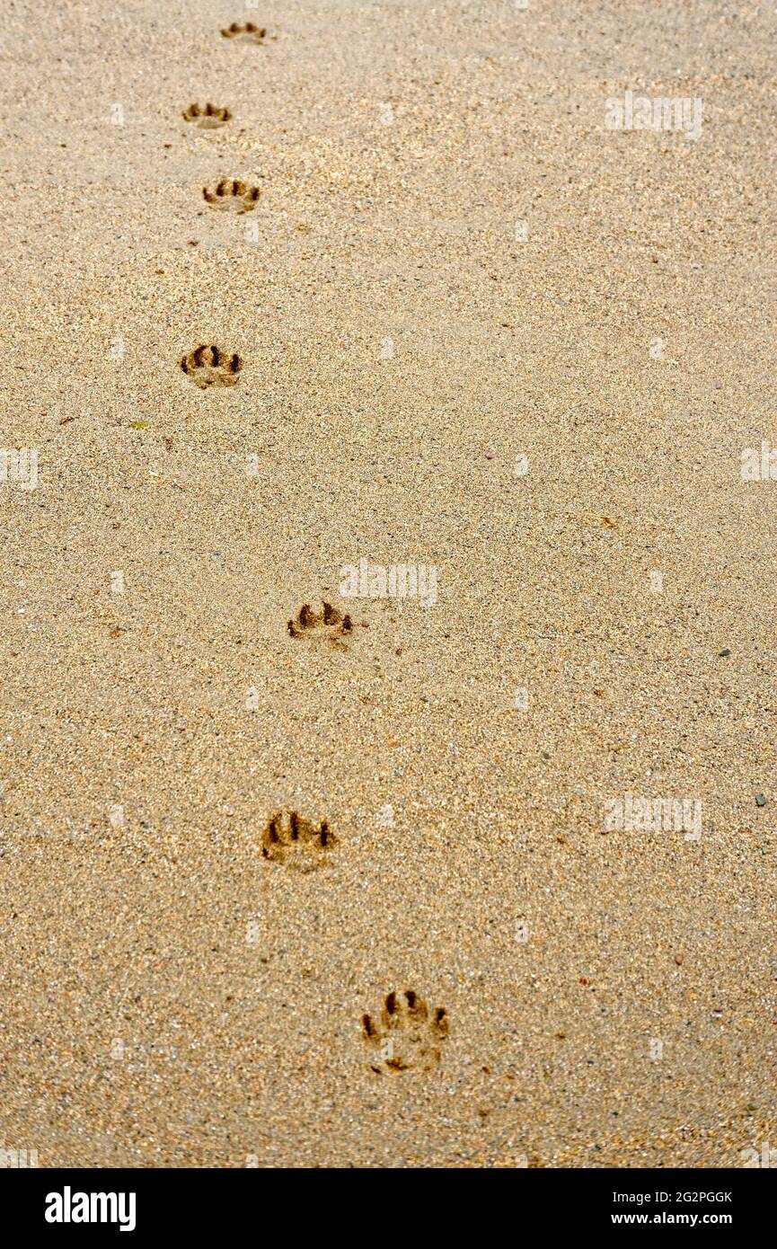 las patas de perro se imprimen en la playa en posición vertical Foto de stock