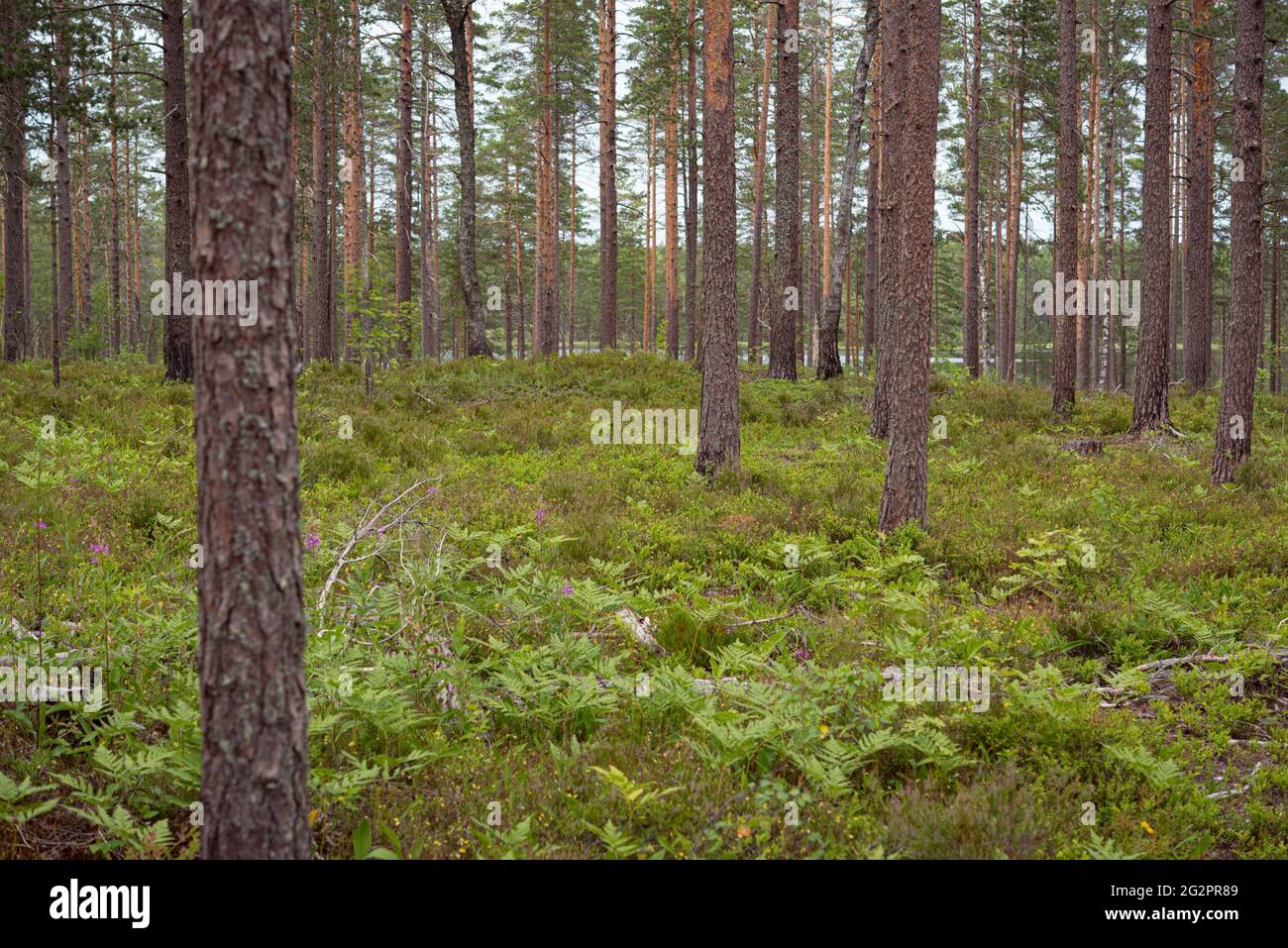 Bosque boreal de arándanos: Pinos con helechos y plantas de arándanos en el suelo. Foto de stock