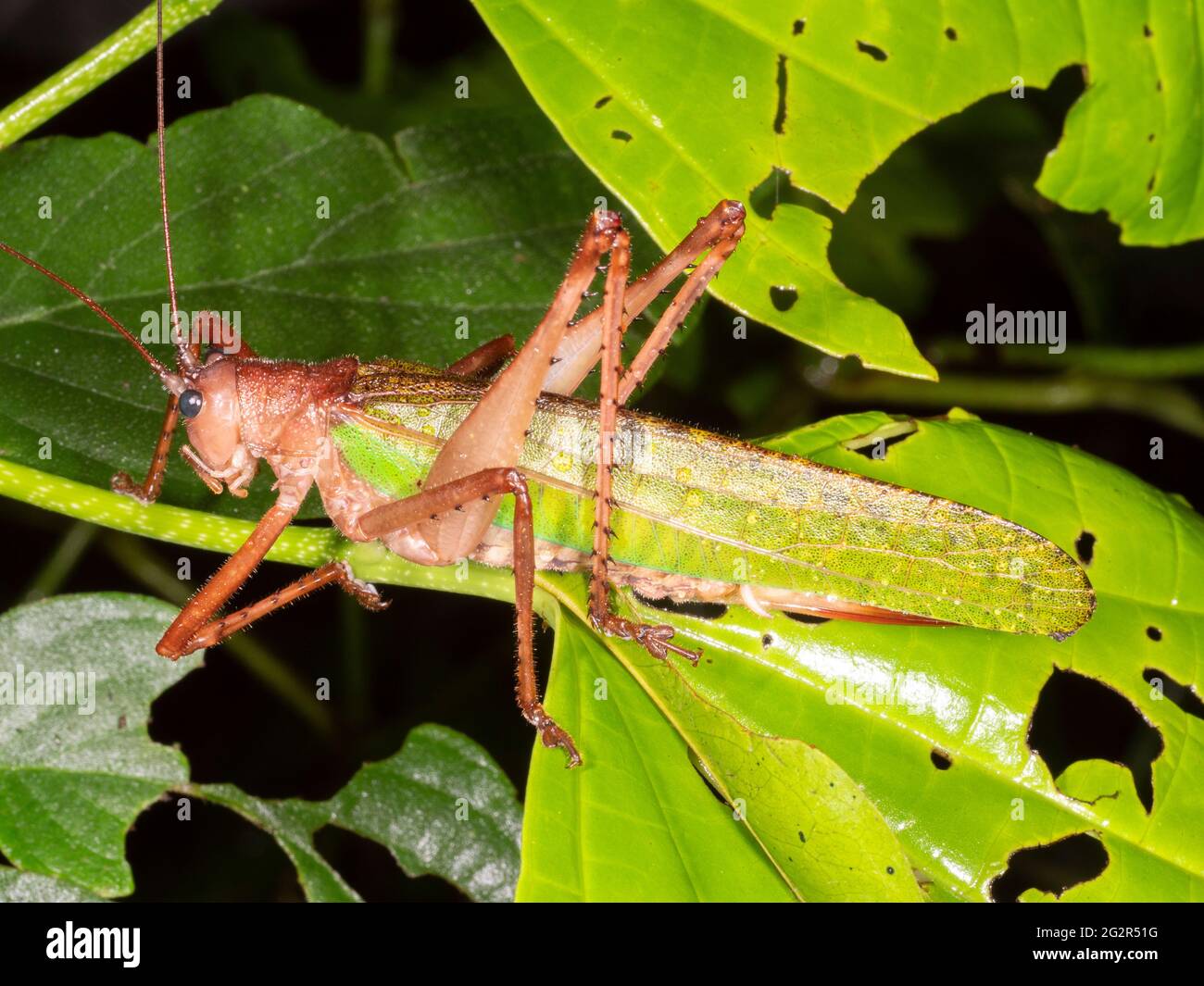 Un gran cricket de arbustos verdes (Tettigoniidae) en el sotobosque lluvioso, provincia de Napo, Ecuador Foto de stock