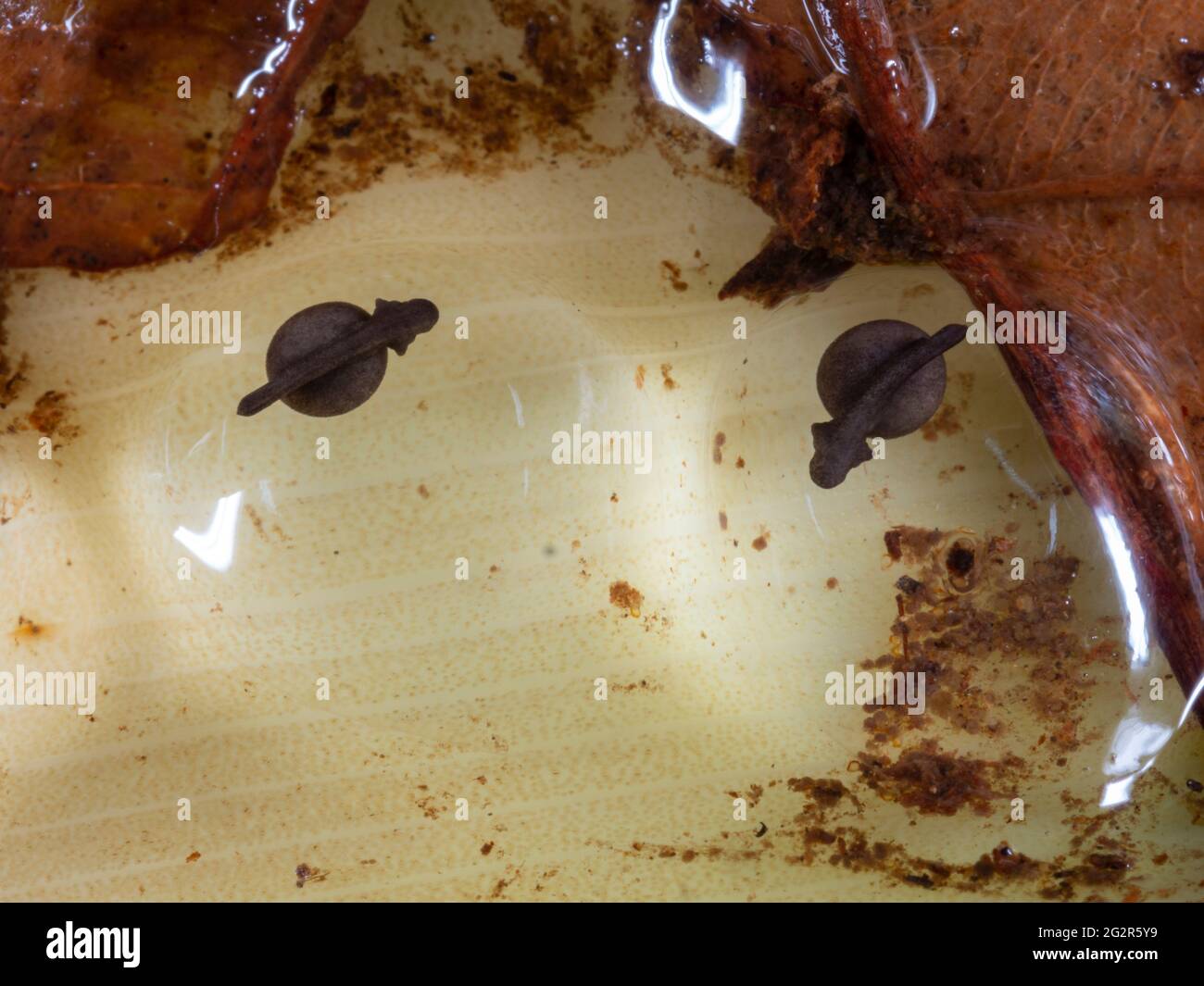 Desarrollar huevos de la rana venenosa de rayas amarillas (Ranitomeya variabilis) en una bráctea de hoja bromeliada, provincia de Napo, Euador Foto de stock