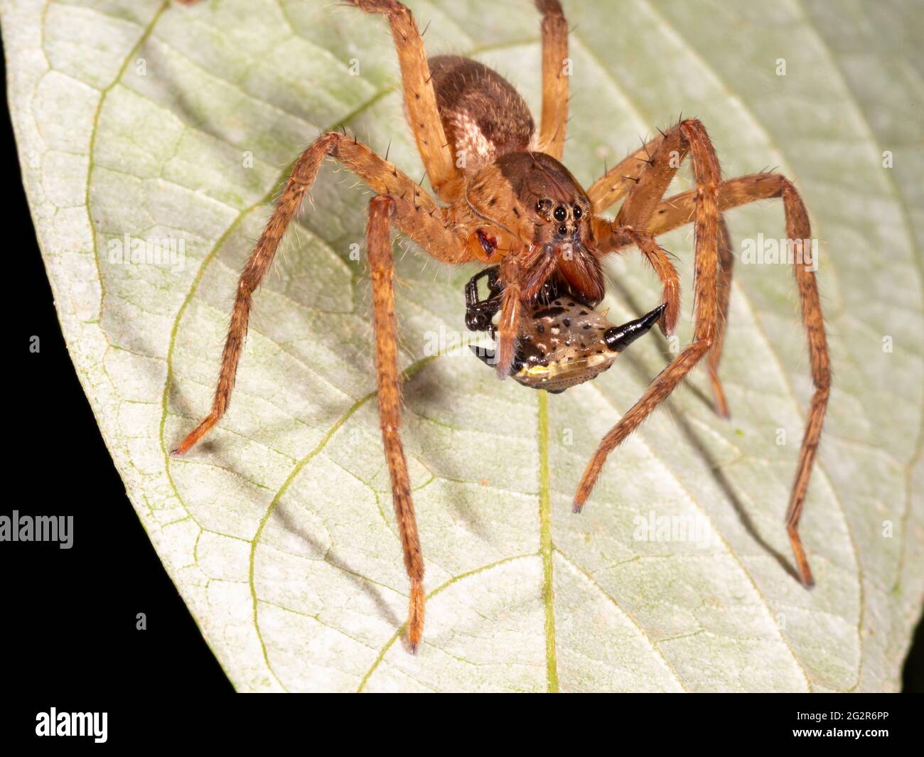 Araña lobo tropical (Ctenidae) alimentándose de otro aracnido, un arvestman. En la selva tropical, provincia de Napo, Ecuador Foto de stock