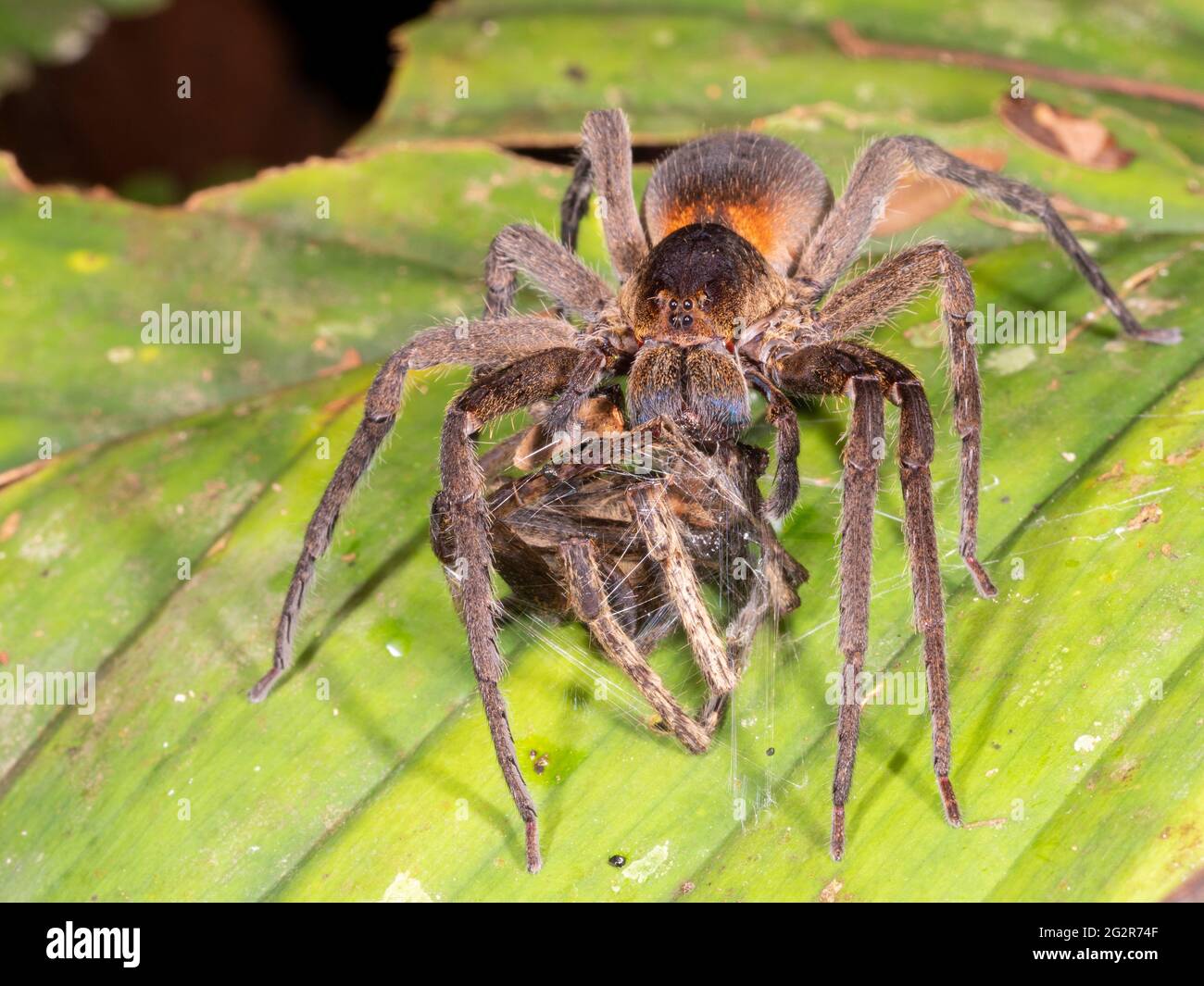 Araña lobo tropical (Ctenidae) alimentándose de otra araña. En la selva tropical, provincia de Napo, Ecuador Foto de stock