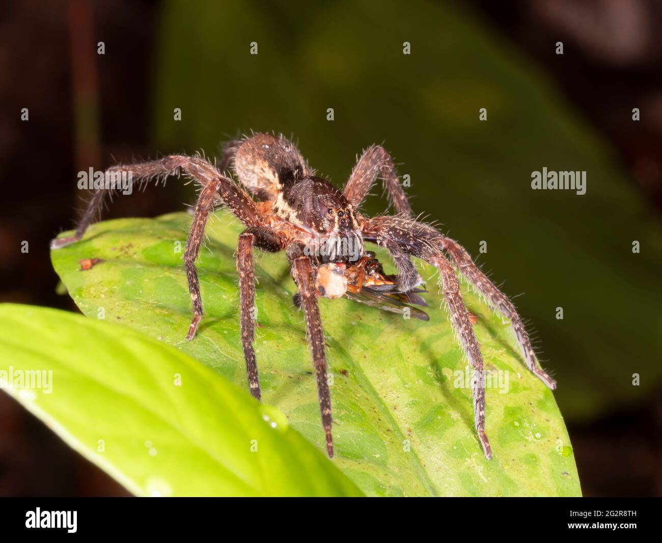 Alimentación de la araña de lobo tropical (Ctenidae). En la selva tropical, provincia de Napo, Ecuador Foto de stock