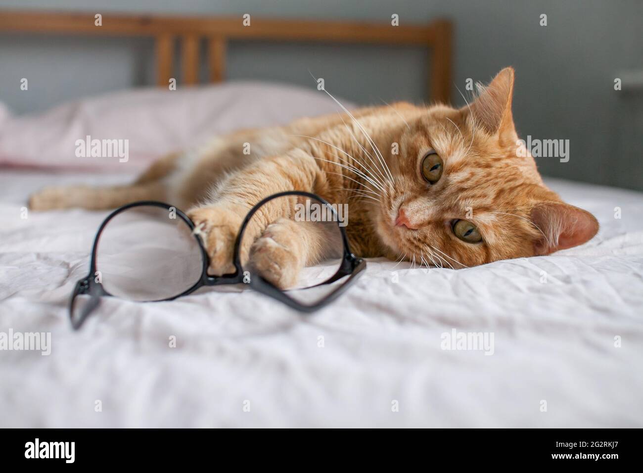 gracioso gato gordo jengibre miente en la cama y juega con gafas en marcos negros. Comienzo de un nuevo año escolar Foto de stock