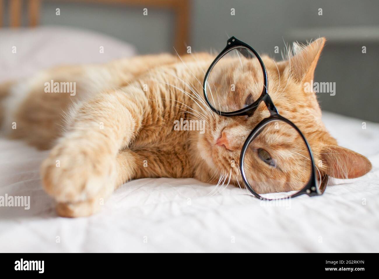 gracioso gato gordo jengibre miente en la cama y juega con gafas en marcos negros. Comienzo de un nuevo año escolar Foto de stock