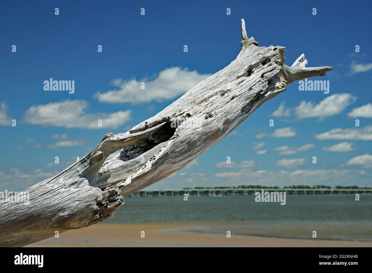 Rama grande de madera de driftwood que se extiende hacia el cielo nublado Foto de stock