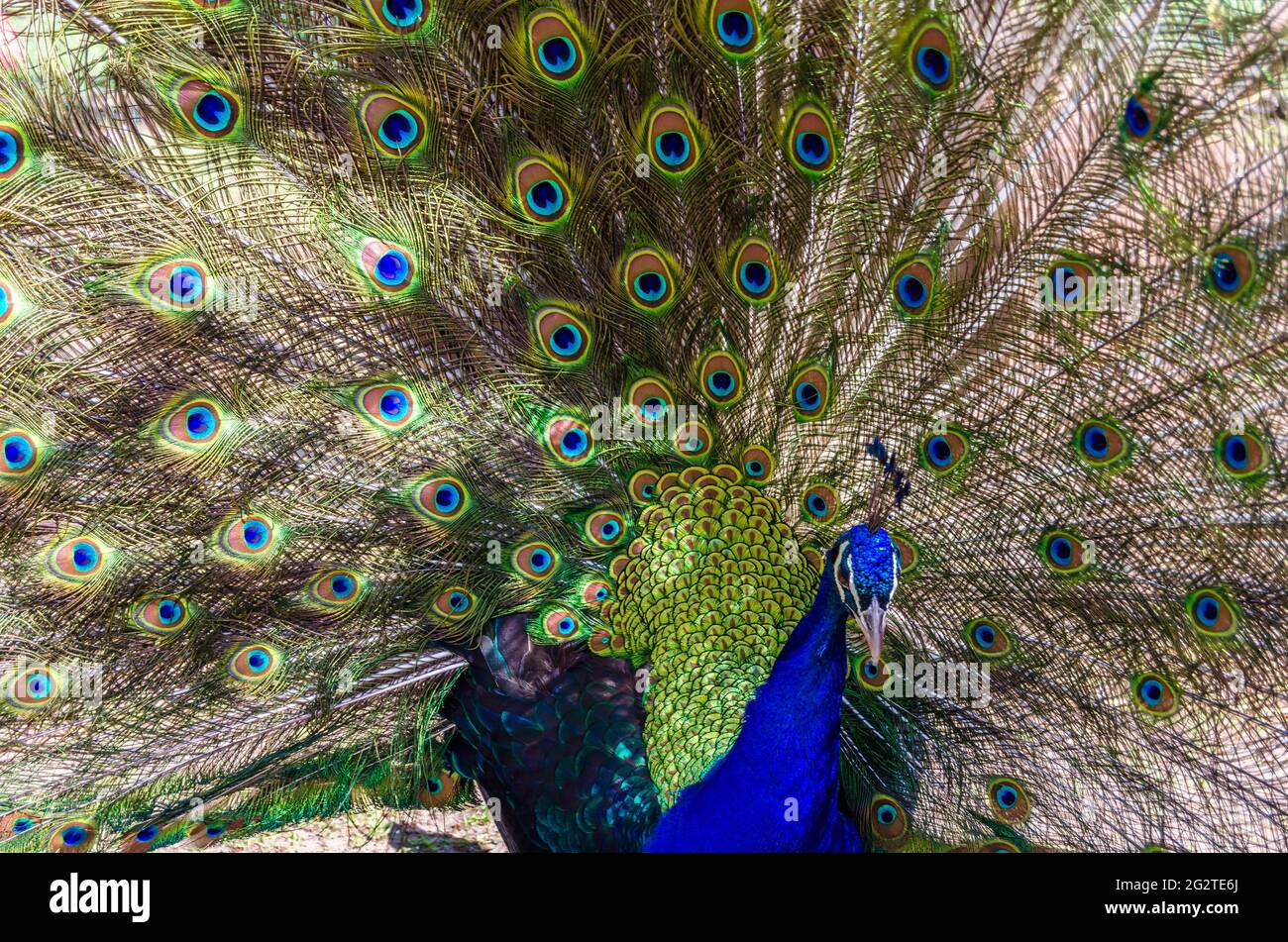 Hermoso pavo real (Pavo cristatus) abriendo sus plumas de colul Foto de stock