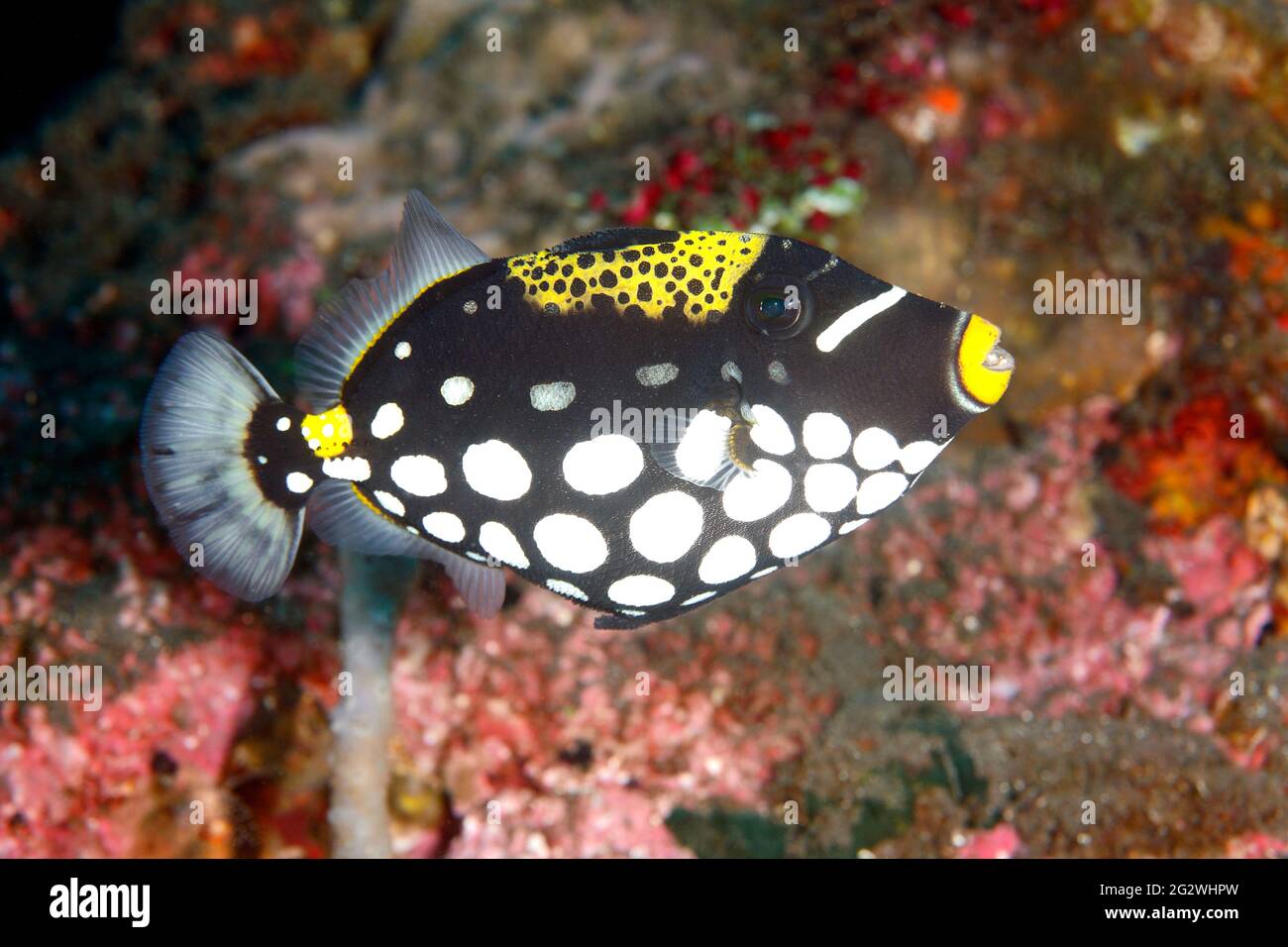 Pez payaso, Balistoides conspicullum, gran juvenil, nadando a lo largo del arrecife. Tulamben, Bali, Indonesia. Mar de Bali, Océano Índico Foto de stock