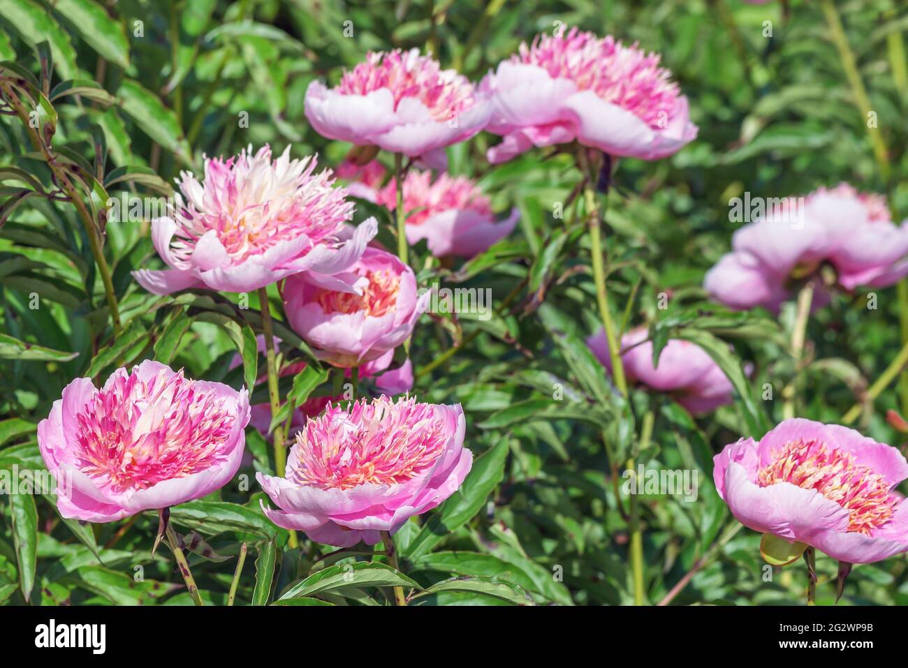 Peony 'Pearl placer'. Formulario japonés. Al principio, la sombra de la flor es de color rosa pálido o rosa cremoso con bordes plateados, y a medida que se desarrolla la peonía Foto de stock
