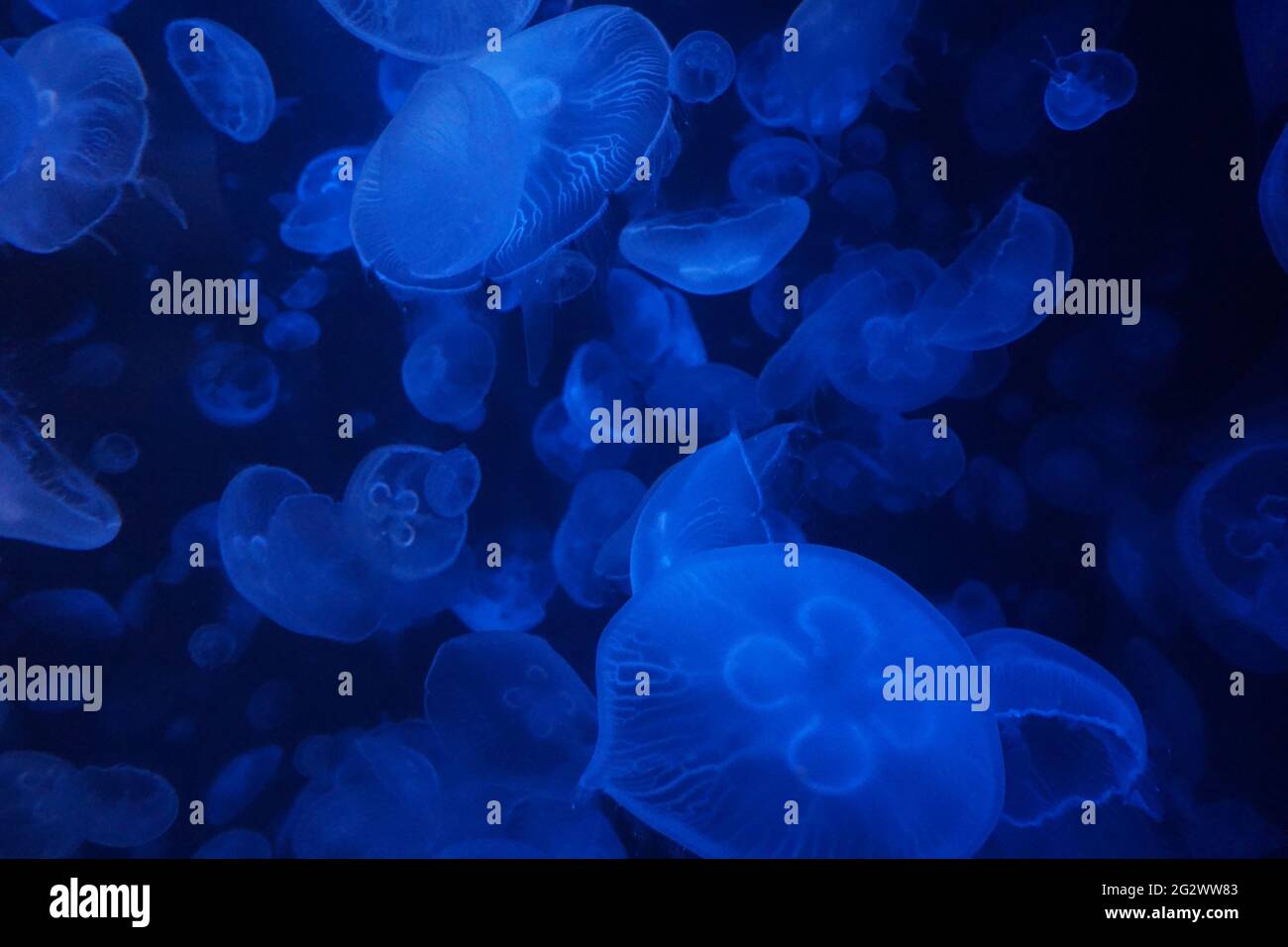 Medusas (Aurelia aurita) en tonos azules (también llamadas medusas lunares, jalea lunar, o jalea platillo) Foto de stock