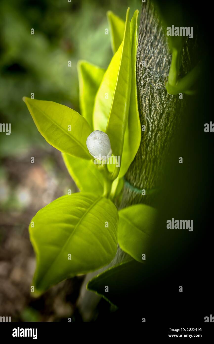 Flor flor de naranja con hojas verdes fotografías e imágenes de alta  resolución - Alamy