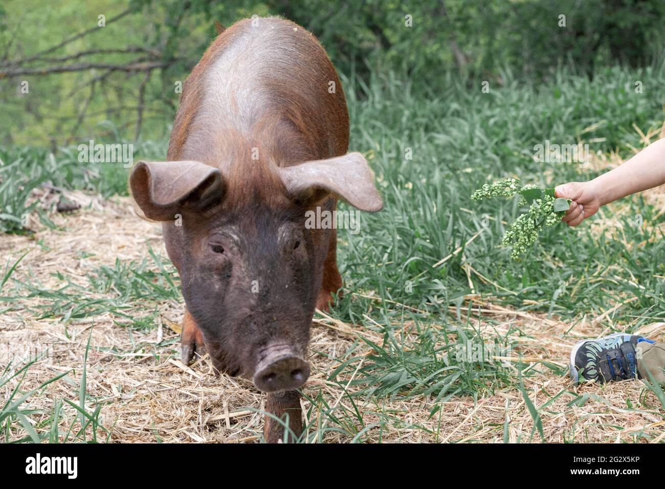 lechón con pelo marrón oscuro y cola de cerdo rizado en una jaula comiendo hierba en una granja de cerdo Foto de stock