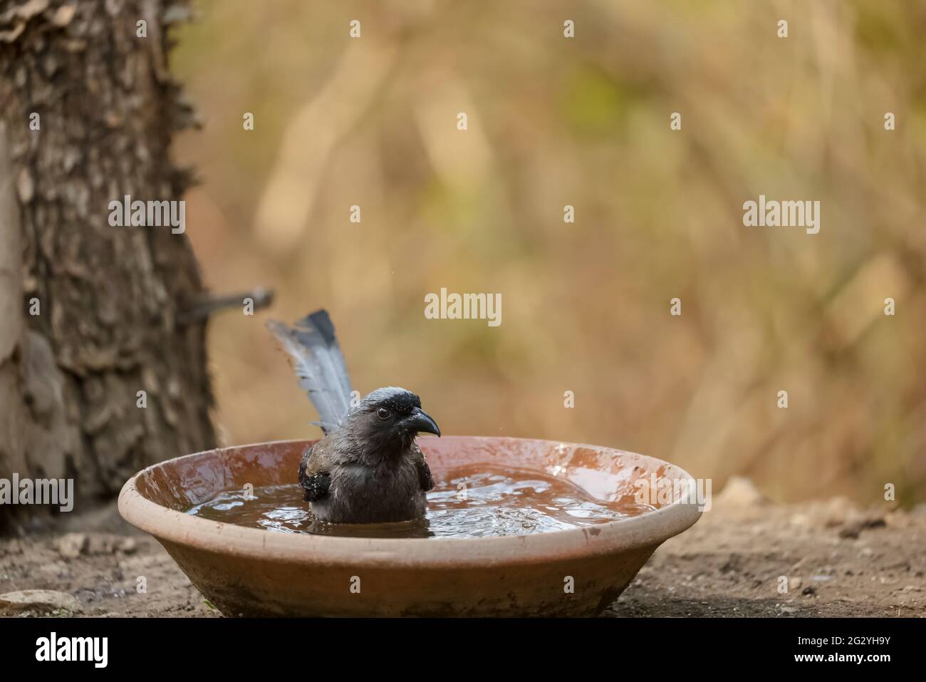 Treepie gris (Dendrocitta formosae) Pájaro fotografiado en Sattal mientras se bañaba en el cuerpo de agua. Foto de stock
