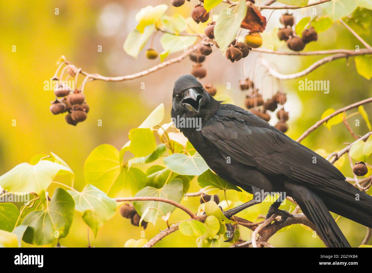 Carruon cuervo en rama con naturaleza de primavera animales brid fondo de vida silvestre. Foto de stock