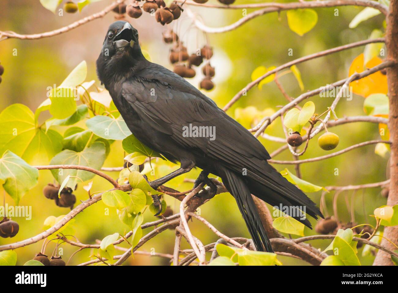 Carruon cuervo en rama con naturaleza de primavera animales brid fondo de vida silvestre. Foto de stock