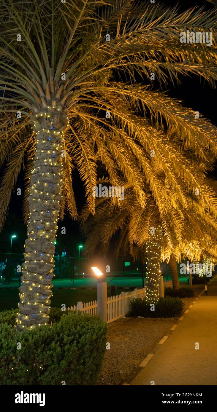 Una hermosa palmera iluminada por la noche. Palmeras decoradas con iluminación eléctrica. Foto de stock