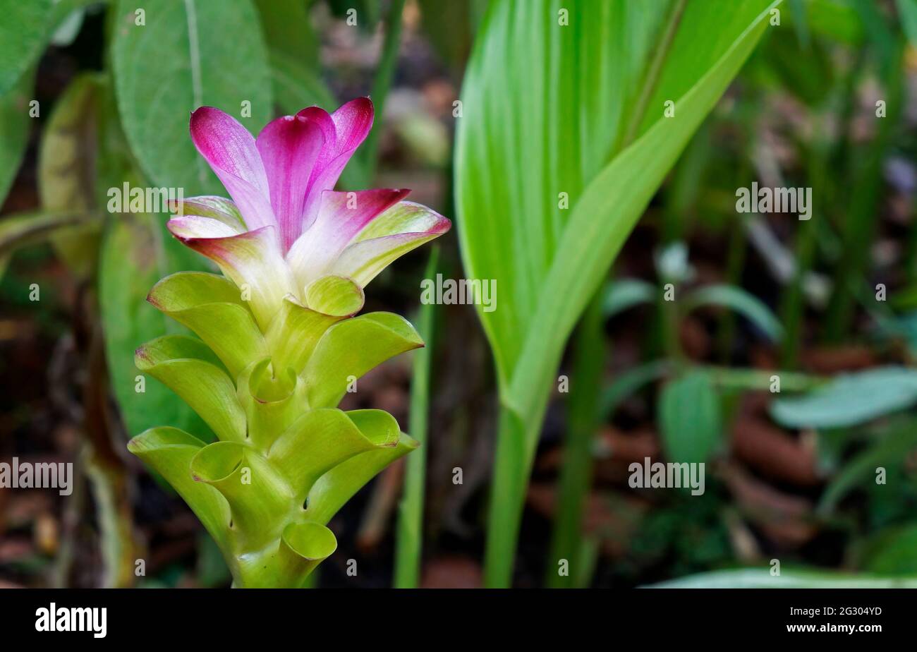 Flor de cúrcuma fotografías e imágenes de alta resolución - Alamy
