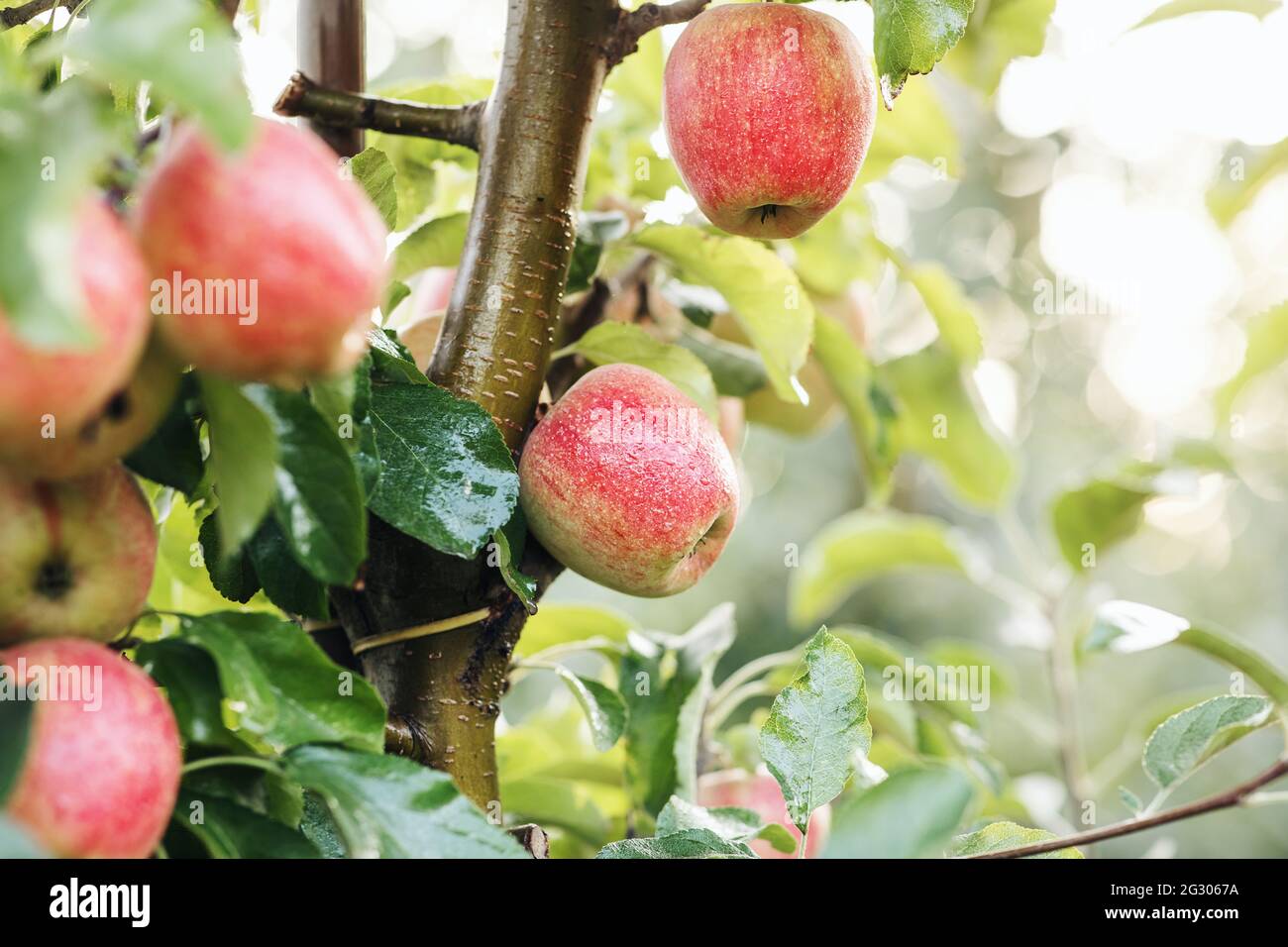 Cosecha en el jardín en otoño o verano. Gran cosecha de manzanas para el comercio, la industria y el negocio orgánico Foto de stock