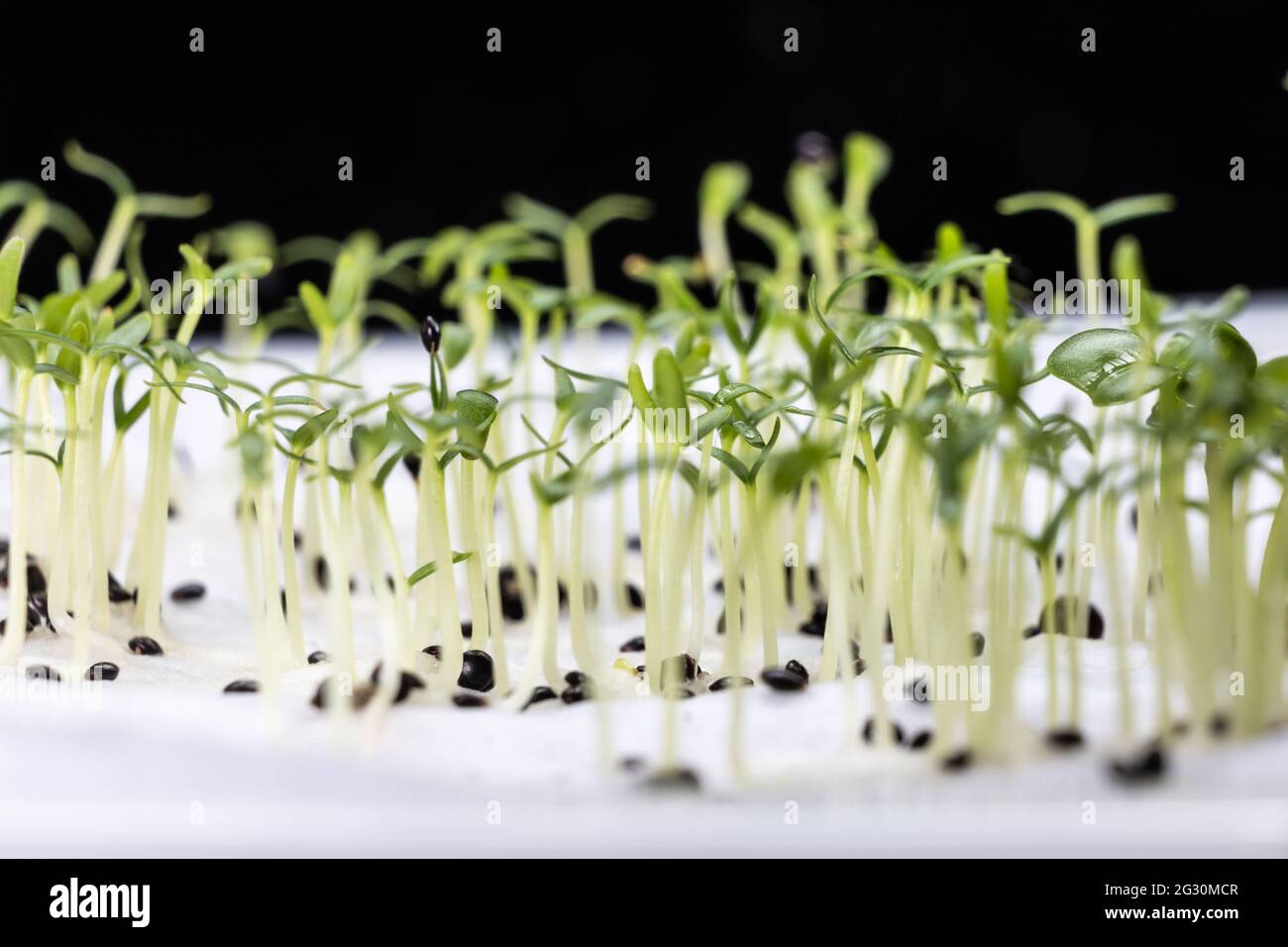 Primer plano de las semillas de espinacas chinas que han germinado en agua húmeda empapada en toallas de cocina Foto de stock