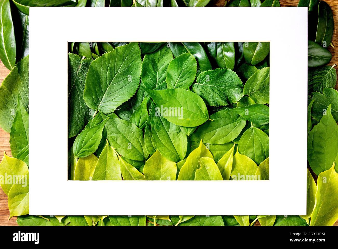 Marco de papel blanco sobre fondo hecho de diferentes hojas verdes, gradiente verde. Espacio de copia. Lugar vacío para la presentación del producto. Laico creativo de la naturaleza Foto de stock