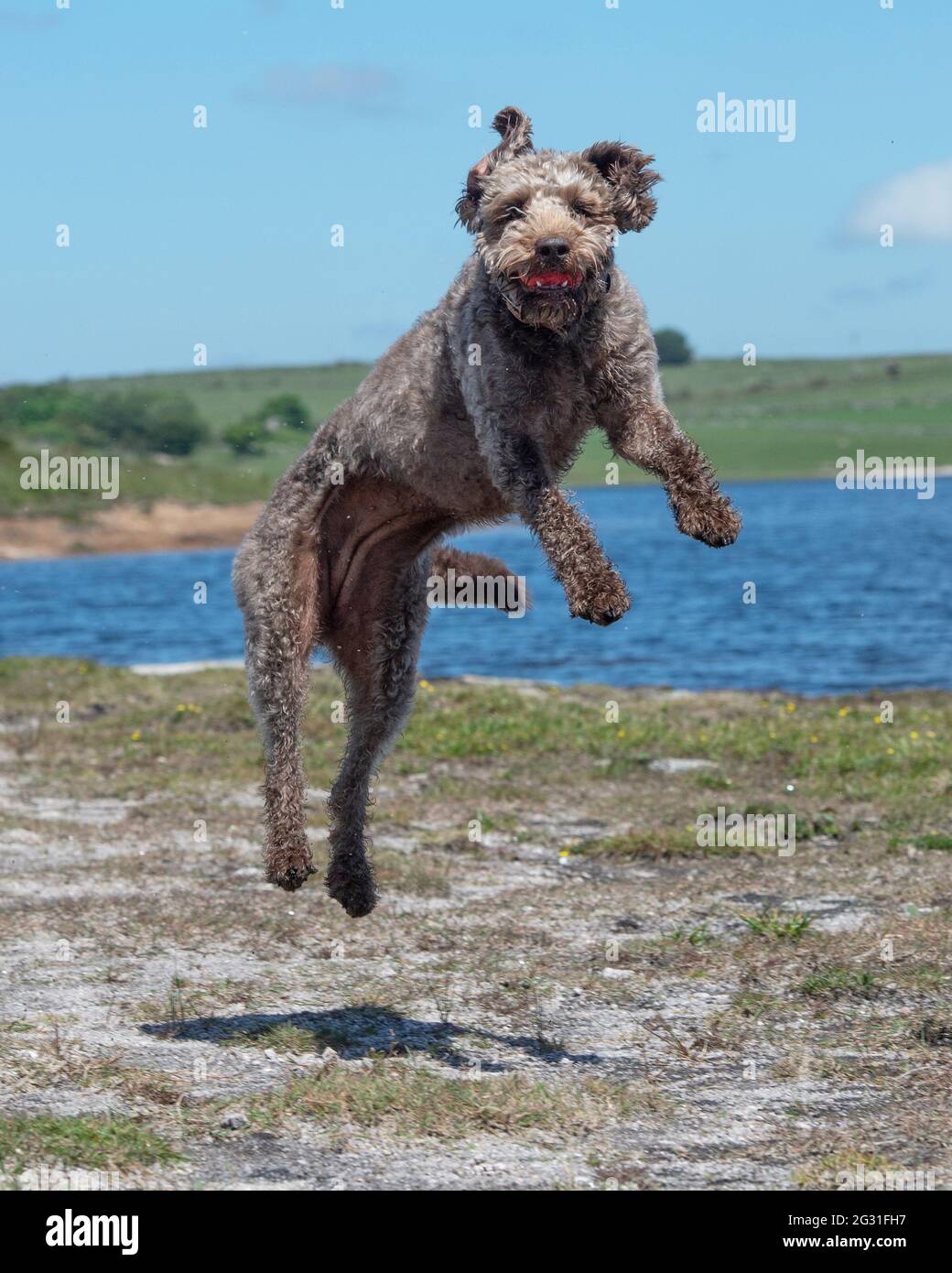 perro de labradoodle atrapando una bola a mitad del aire Foto de stock
