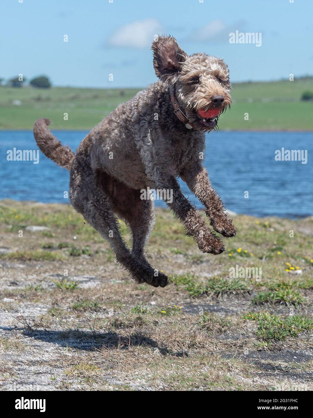 perro de labradoodle atrapando una bola a mitad del aire Foto de stock