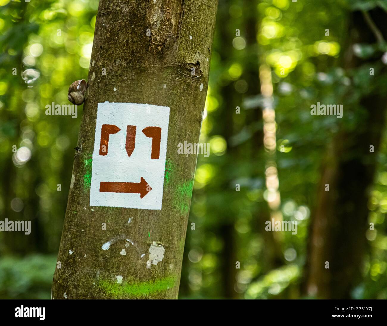 Caracol concha y un extraño signo de senderismo en un tronco de árbol cerca de Esch-sur-Alzette, Luxemburgo Foto de stock
