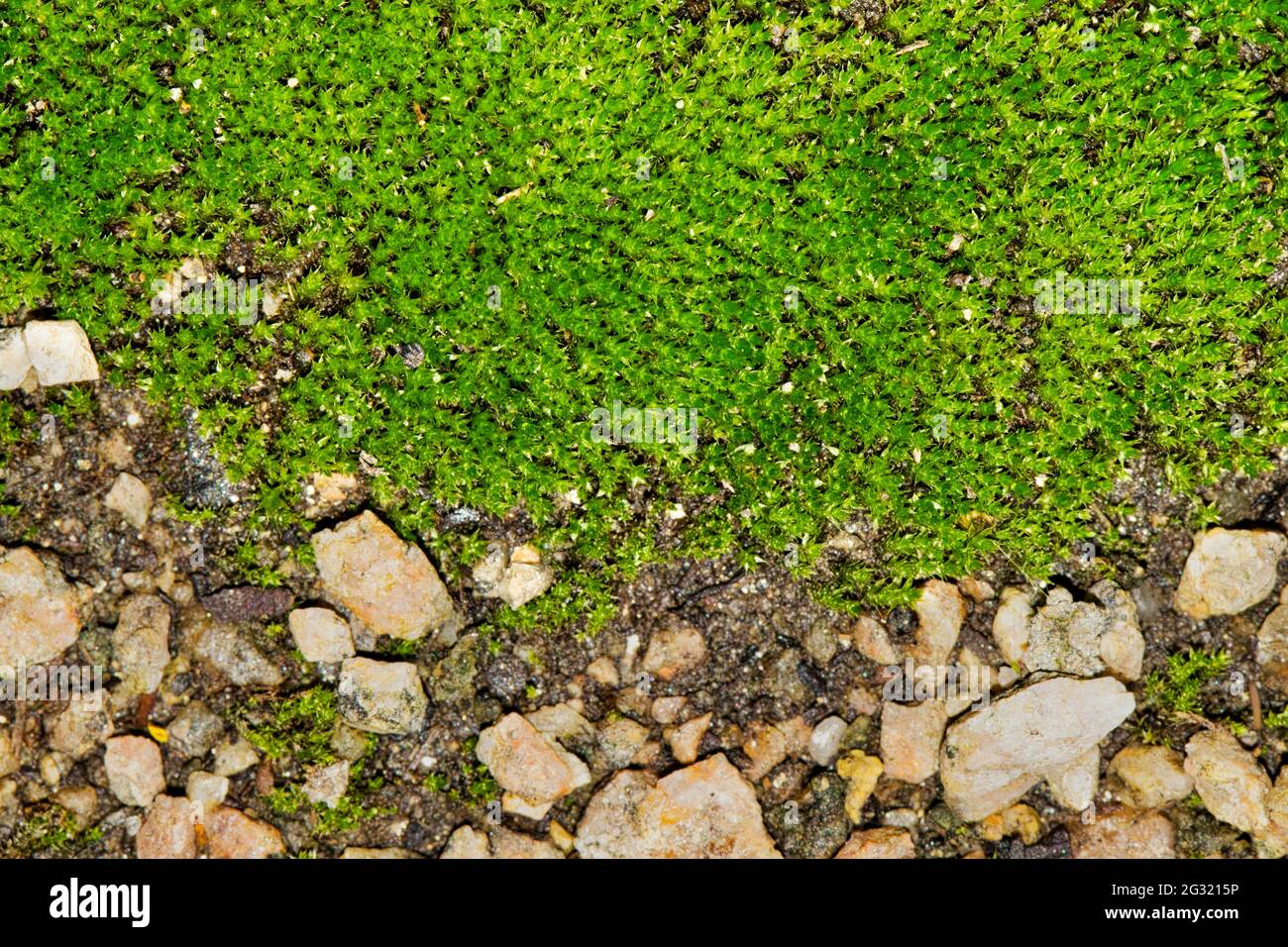 La gota verde de musgo (Bryophyta) crece alrededor de pequeñas piedras con separación y enfoque selectivo. Foto de stock