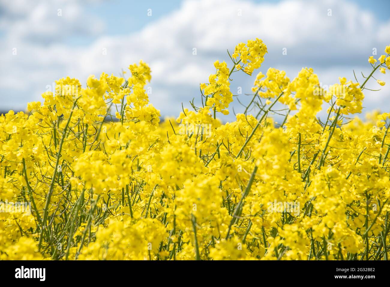 las flores amarillas de colza en un día de primavera con nubes blancas en el cielo azul Foto de stock