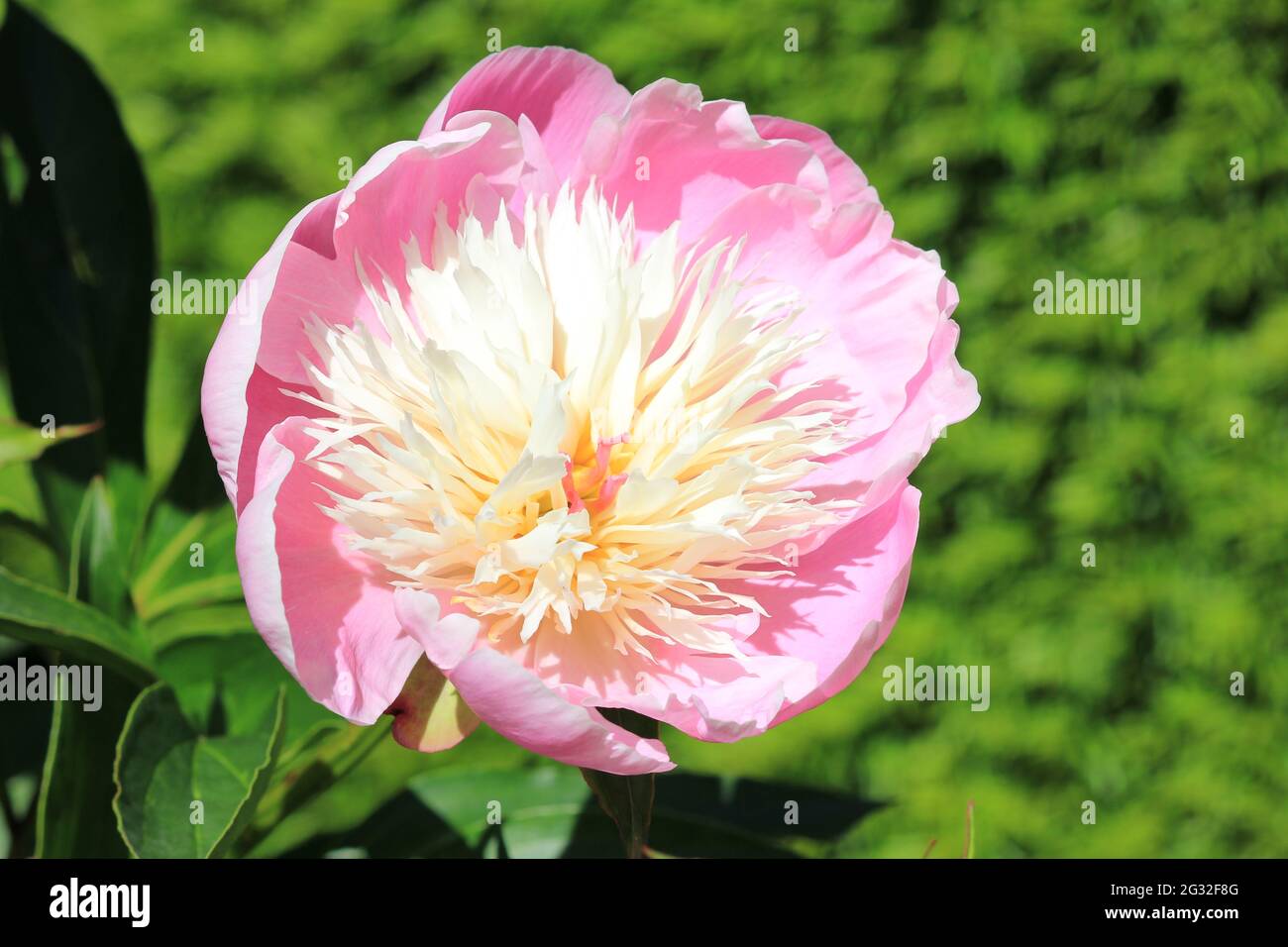 Paeonia lactiflora Foto de stock