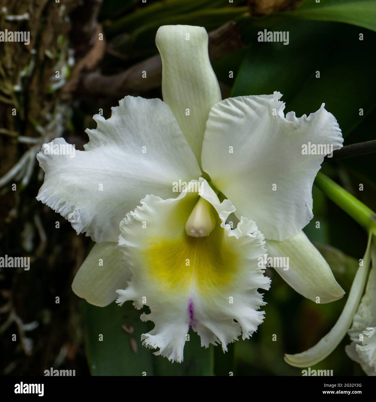Orquídea blanca cattleya fotografías e imágenes de alta resolución - Alamy
