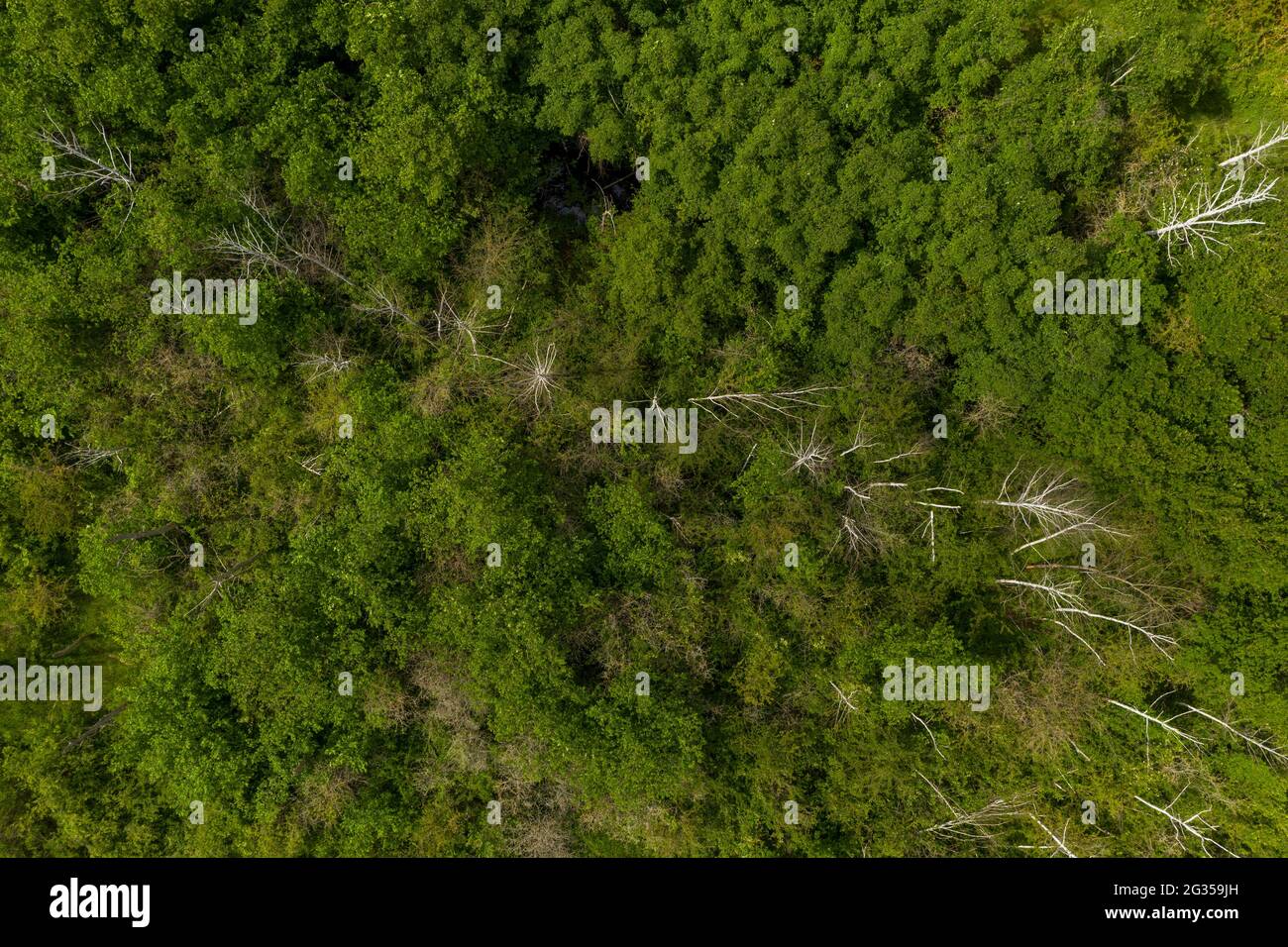 Árboles muertos, Fauler See zona de conservación del paisaje, Wanzleben, Alemania Foto de stock